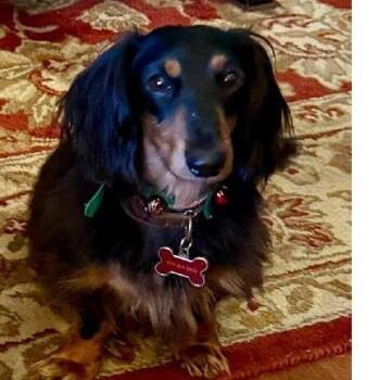 Dachshund Dogs Available for Adoption in Georgetown, Kentucky - WINSTON | PetCurious