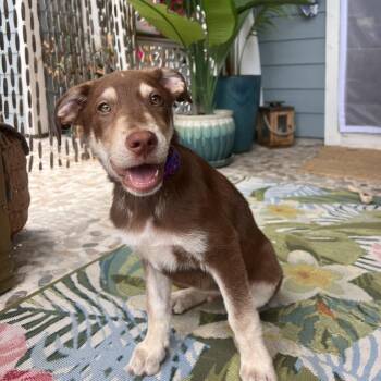 Mixed Breed Dogs Available for Adoption in Wando, South Carolina - Mocha | PetCurious