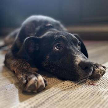 Mixed Breed Dogs Available for Adoption in Avon, Ohio - Miss Chevious | PetCurious