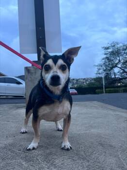 Rescue Chihuahua and Mixed Breed Dogs for Adoption in Honolulu, Hawaii - Keao | PetCurious