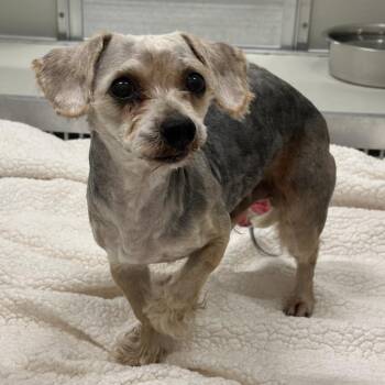 Mixed Breed Dogs Available for Adoption - Baxter | PetCurious