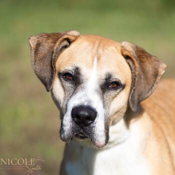 Rescue Mixed Breed and Great Dane Dogs for Adoption in Henderson, Kentucky - Charles | PetCurious