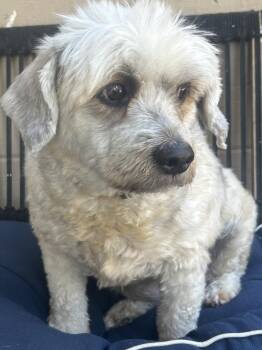 BAMBI -  Terrier Dog for Adoption in El Cajon, California - BAMBI | PetCurious