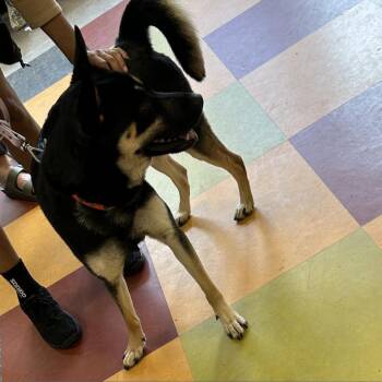 Faith -  Mixed Breed Dog for Adoption in Philadelphia, Pennsylvania - Faith | PetCurious