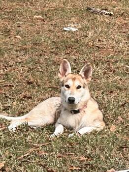 Husky and Greyhound Dogs Available for Adoption in Hokes Bluff, Alabama - Sadie | PetCurious