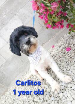 Carlitos -  Maltipoo Dog Available for Adoption - Carlitos | PetCurious