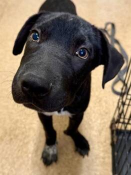 Shepherd and Mixed Breed Dogs Available for Adoption in San Antonio, Texas - Sergy | PetCurious