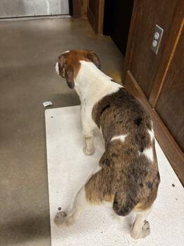 Pit Bull Terrier Dogs Available for Adoption - Starbucks | PetCurious