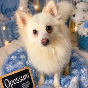 Opossum -  Pomeranian Dog for Adoption in Waldorf, Maryland - Opossum | PetCurious