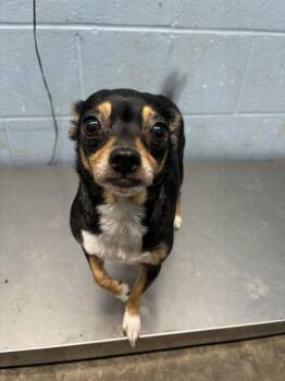 Sable (Babygirl) -  Chihuahua Dog for Adoption in Evansville, Indiana - Sable (Babygirl) | PetCurious