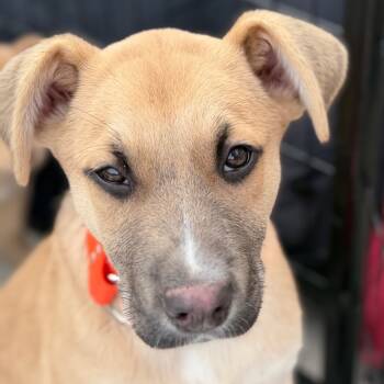Rescue German Shepherd Dog Dogs for Adoption in Greenfield, Indiana - Sasaleigh | PetCurious