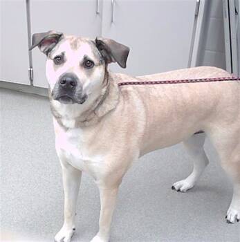 Rescue German Shepherd Dog and Labrador Retriever Dogs for Adoption in Omaha, Nebraska - PEPPER | PetCurious