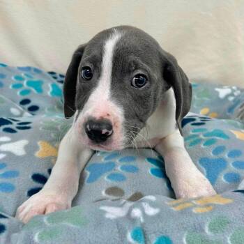 Gnocchi -  Mixed Breed Dog for Adoption in Yaphank, New York - Gnocchi | PetCurious