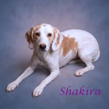 Shakira D26-163 -  Beagle Dog for Adoption in Lebanon, Tennessee - Shakira D26-163 | PetCurious