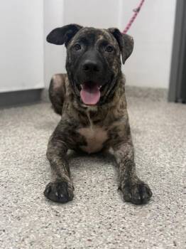 Zavala -  Terrier and Mixed Breed Dog for Adoption in Gastonia, North Carolina - Zavala | PetCurious