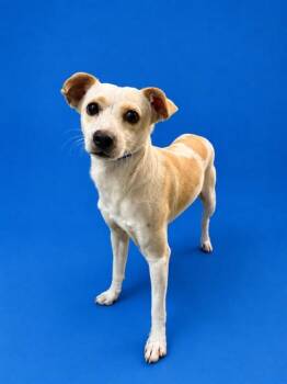 SUGAR -  Chihuahua and Mixed Breed Dog for Adoption in Doral, Florida - SUGAR | PetCurious