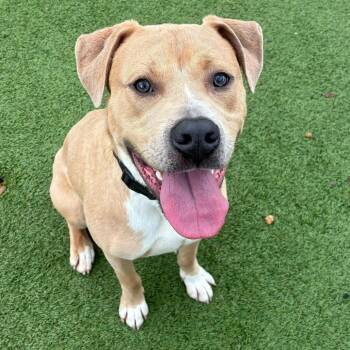 Cash -  Terrier Dog for Adoption in Chattanooga, Tennessee - Cash | PetCurious