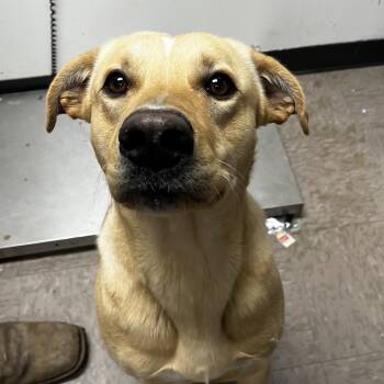 Labrador Retriever Dogs Available for Adoption - Zeplin | PetCurious