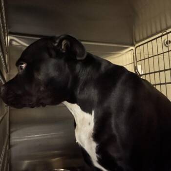 Woo-Woo -  Mixed Breed Dog for Adoption in Asheville, North Carolina - Woo-Woo | PetCurious