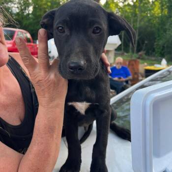 Labrador Retriever Dogs Available for Adoption in Zimmerman, Minnesota - Lucky | PetCurious