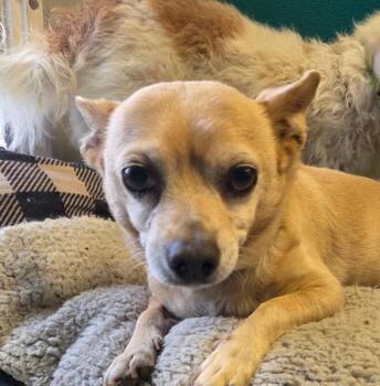 Oliver -  Chihuahua Dog for Adoption in Yankton, South Dakota - Oliver | PetCurious