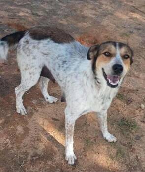 Daisy 2 -  English Coonhound and Labrador Retriever Dog for Adoption in Panama City, Florida - Daisy 2 | PetCurious