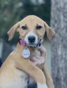Fancy Lonestar -  Labrador Retriever Dog for Adoption in Rockaway, New Jersey - Fancy Lonestar | PetCurious