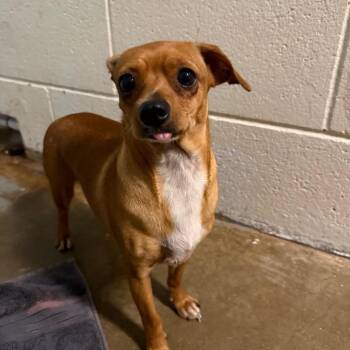 Tilly -  Chihuahua Dog for Adoption in Wahiawa, Hawaii - Tilly | PetCurious