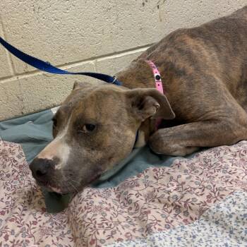 Gertha -  Mixed Breed Dog for Adoption in Memphis, Tennessee - Gertha | PetCurious