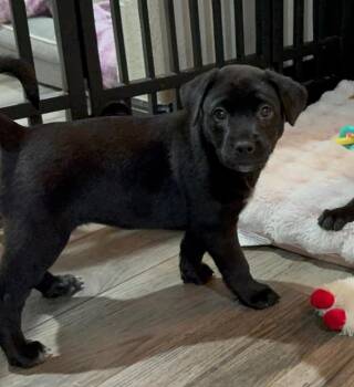 Labrador Retriever Dogs Available for Adoption in Conroe, Texas - Saint | PetCurious