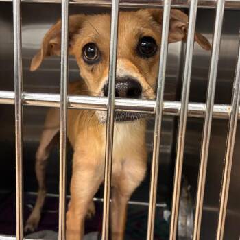 Triscuit -  Mixed Breed Dog for Adoption in Abilene, Texas - Triscuit | PetCurious
