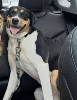 Stevie (female) -  Boxer Dog for Adoption in Alexander, Arkansas - Stevie (female) | PetCurious