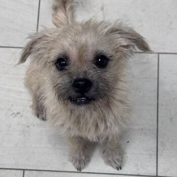 Lucky -  Border Terrier Dog for Adoption in Lufkin, Texas - Lucky | PetCurious