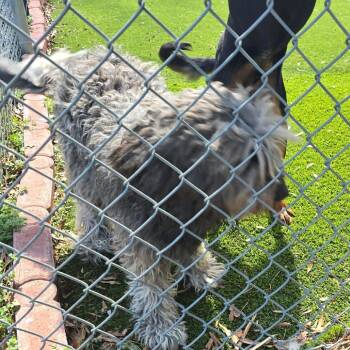 Australian Shepherd and Poodle Dogs Available for Adoption - CT Kitleigh | PetCurious