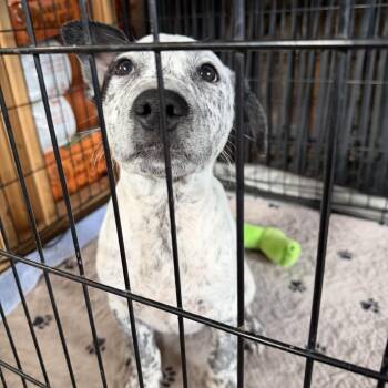 Chip -  Australian Cattle Dog Blue Heeler Dog for Adoption in Floresville, Texas - Chip | PetCurious