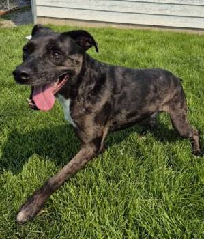 Zander -  Pit Bull Terrier Dog for Adoption in Butte, Montana - Zander | PetCurious