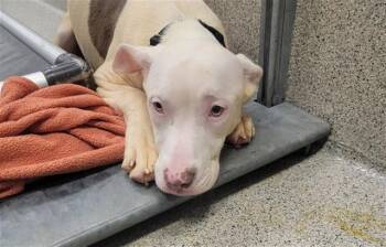 SHREW -  Great Dane and Mixed Breed Dog for Adoption in Omaha, Nebraska - SHREW | PetCurious
