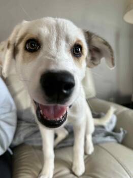 Rescue Mixed Breed Dogs for Adoption in De Pere, Wisconsin - Rosemary | PetCurious