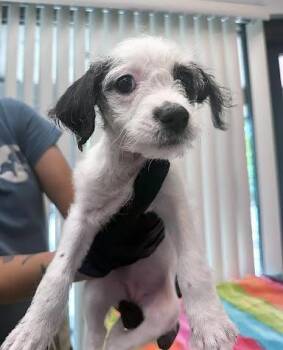 Mixed Breed Dogs Available for Adoption in Nashville, Tennessee - Chicken | PetCurious