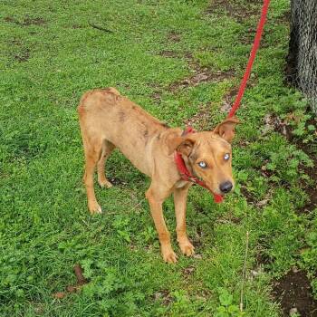 Pit Bull Terrier Dogs Available for Adoption in Corsicana, Texas - Xander D46407 | PetCurious