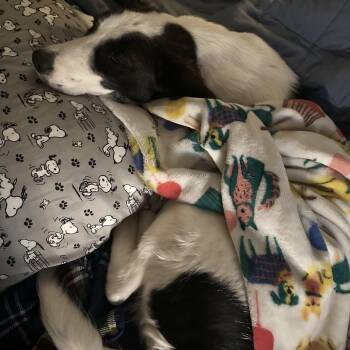 Collie and Mixed Breed Dogs Available for Adoption in Buffalo, Minnesota - Faye | PetCurious