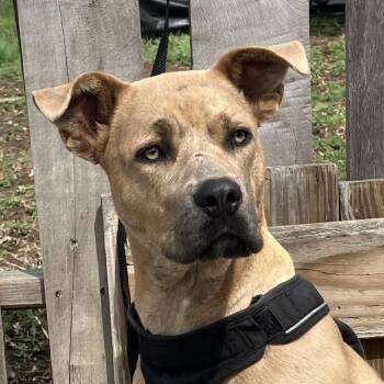Mixed Breed Dogs Available for Adoption in Pulaski, Tennessee - Fawn | PetCurious