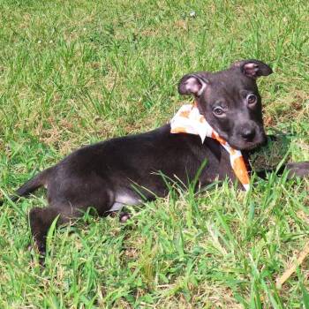 Bruiser D70577 -  Pit Bull Terrier and French Bulldog Dog for Adoption in Minnetonka, Minnesota - Bruiser D70577 | PetCurious