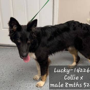 Lucky -  Border Collie Dog for Adoption in New Tazewell, Tennessee - Lucky | PetCurious