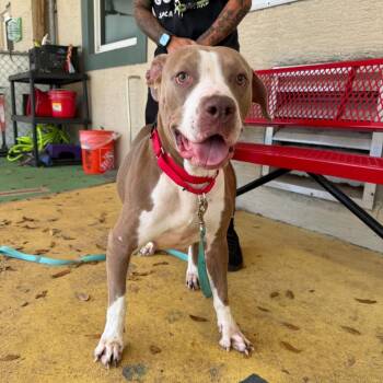 Lainey -  Mixed Breed Dog for Adoption in Titusville, Florida - Lainey | PetCurious
