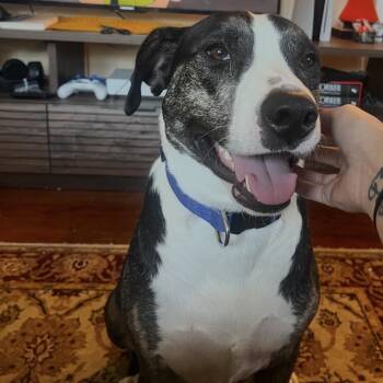 Klarah -  Black Labrador Retriever and Mixed Breed Dog for Adoption in Abbotsford, British Columbia - Klarah | PetCurious