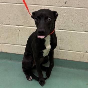 Hewie -  Mixed Breed Dog for Adoption in Memphis, Tennessee - Hewie | PetCurious
