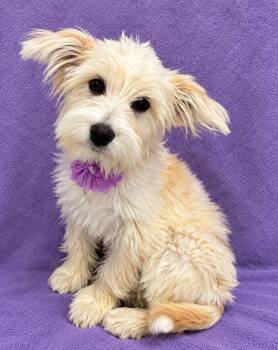 Bella -  Maltese Dog for Adoption in Lodi, California - Bella | PetCurious