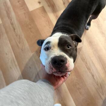 Junie* (Courtesy Post) -  Pit Bull Terrier Dog for Adoption in Waynesville, North Carolina - Junie* (Courtesy Post) | PetCurious