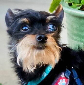 Rescue Affenpinscher and Terrier Dogs for Adoption in Pittsburg, California - *Professor Nikidik WICKED | PetCurious